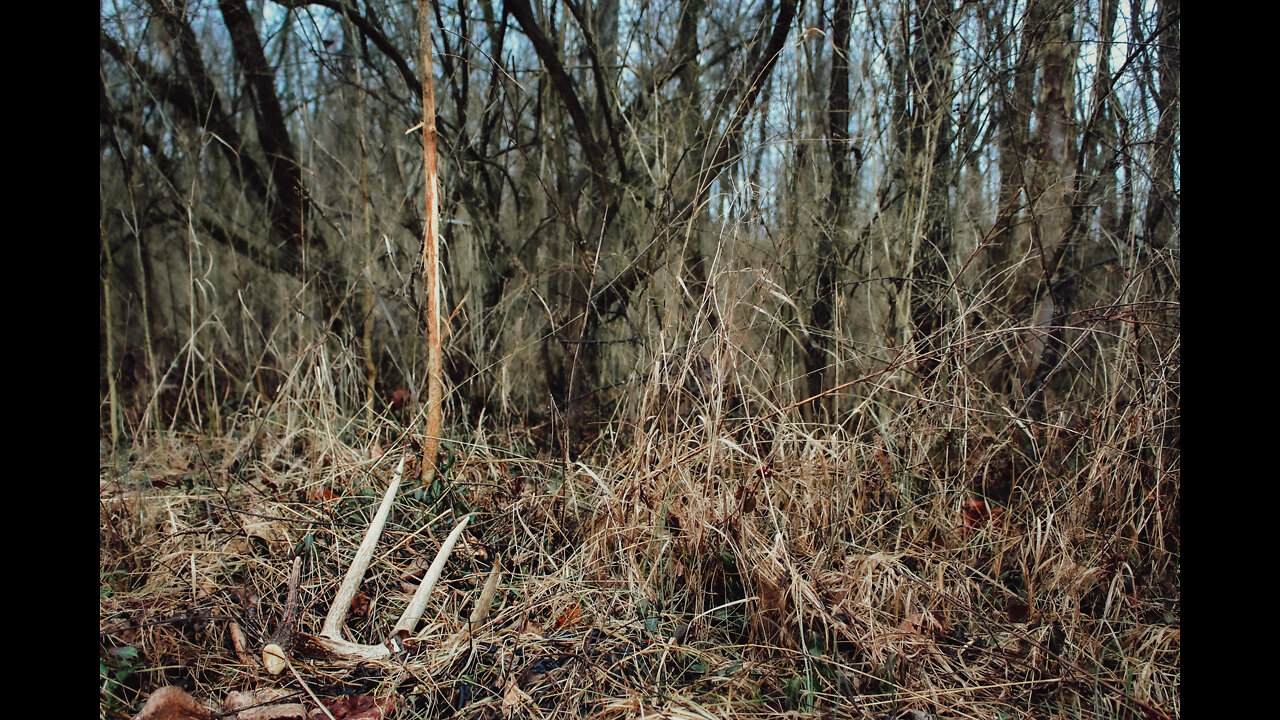 Improving Your Shed Hunting Success