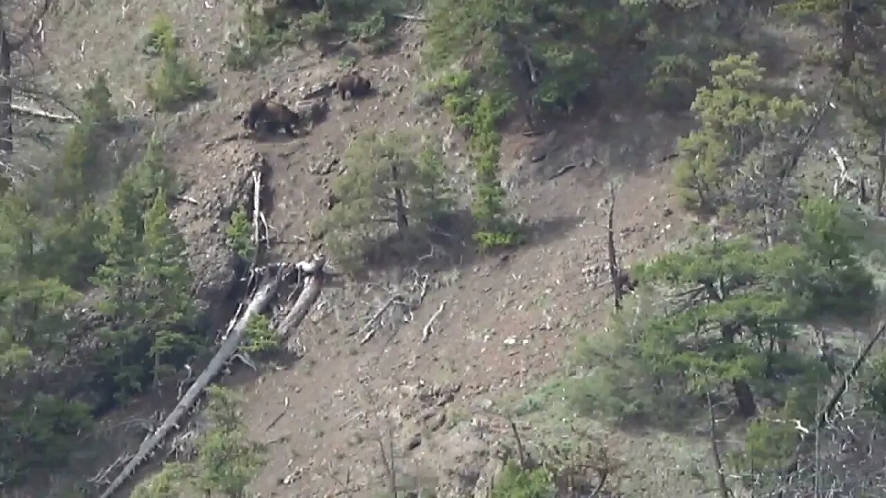 Grizzly Bear and cubs