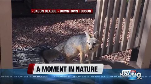 Moment in Nature: Grey Fox in Downtown