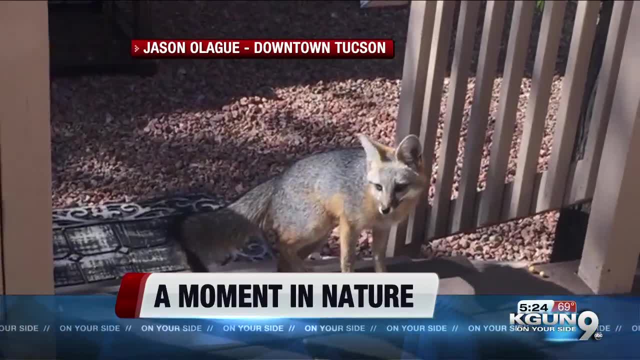 Moment in Nature: Grey Fox in Downtown