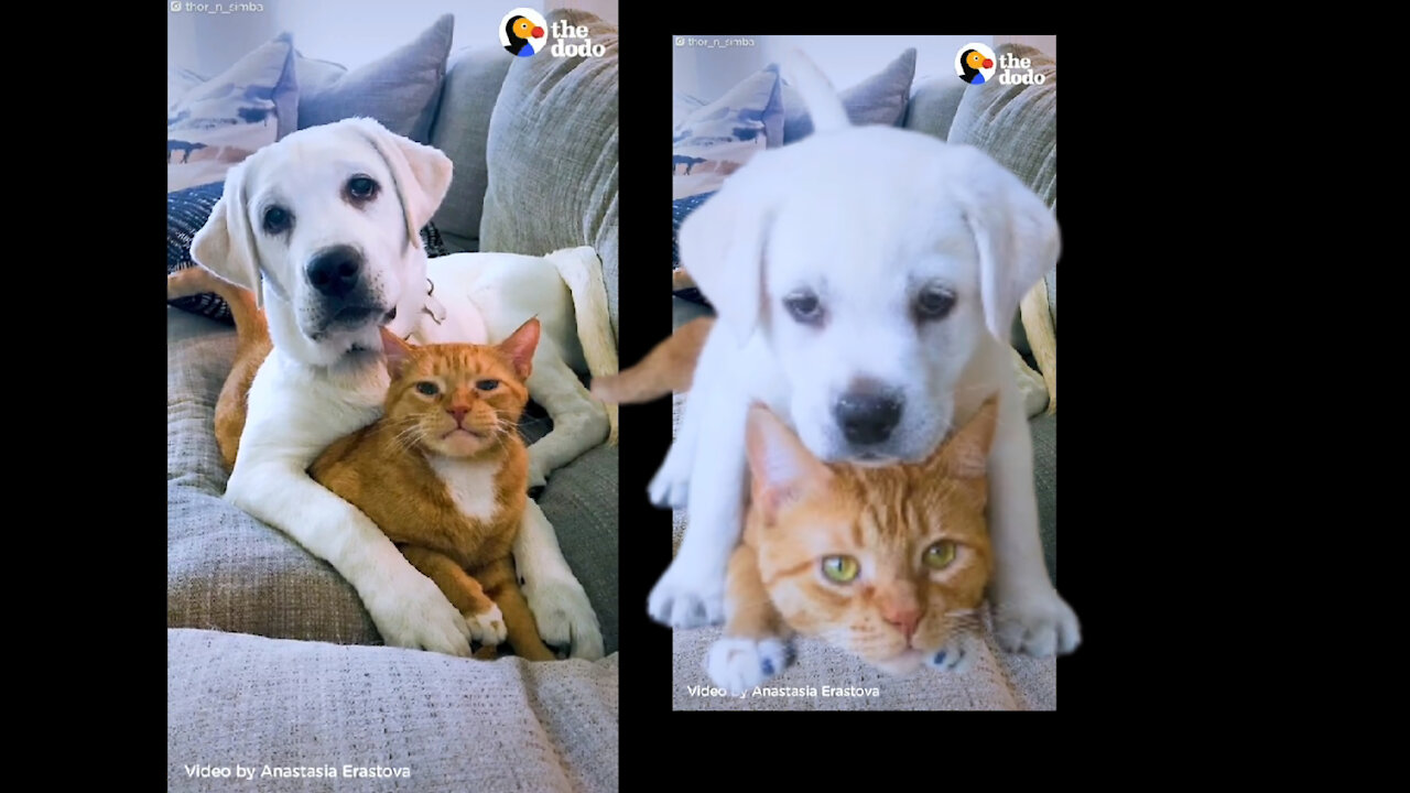 The moments this cat gives kisses to his dog brother 💝 very cute puppi & cats