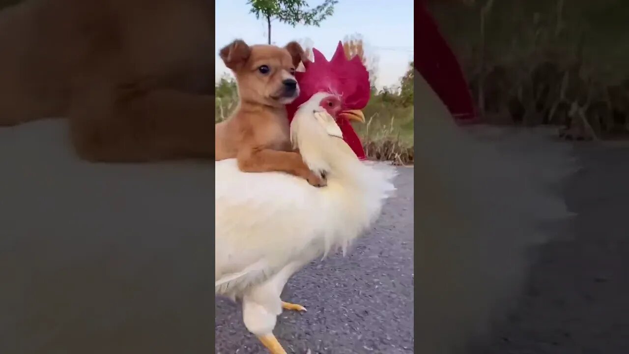 CUTE PET CUTE DOG ON A RIDE......#SHORTS