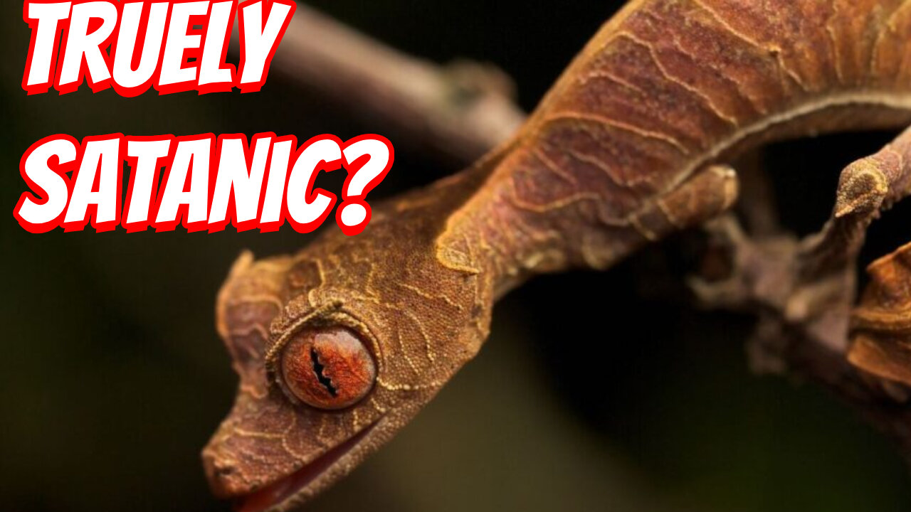 The Weirdest Satanic Gecko To Ever Live!