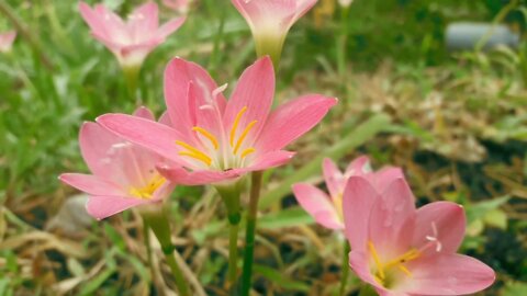 Beautiful and Amazing Nature video
