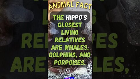 🦛Discover Fascinating Animal Facts👀 #shorts #shortsfact #animalfacts #funfactsshorts #hippopotamus