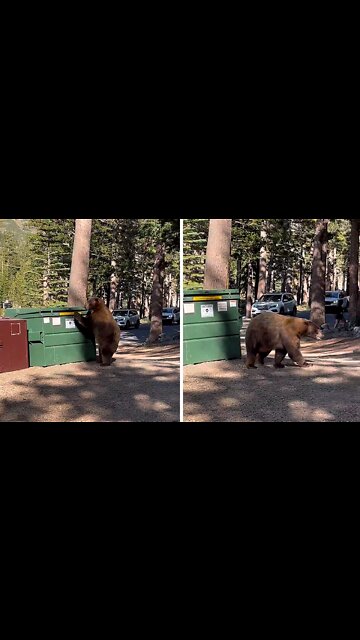 Giant bear tries to break into locked dumpster