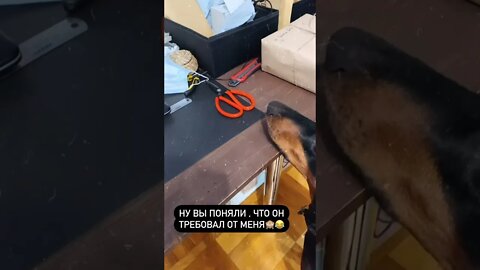 #shorts Смешные Собаки Из Тик Тока 163 Funny Dogs From Tiktok