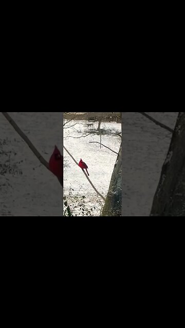 Christmas in Tennessee 2022