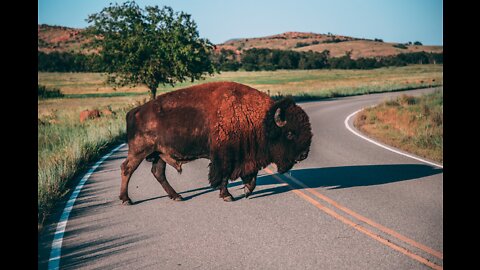 Clever Water Buffalo on Ground