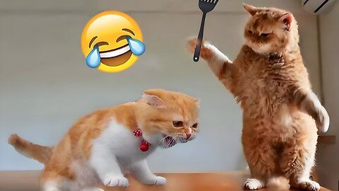 Funniest Animals 2024 🤣😅 New Funny Cats and Dogs Videos