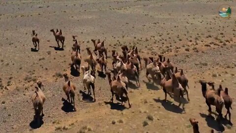 The beautiful grasslands of Mongolia 10