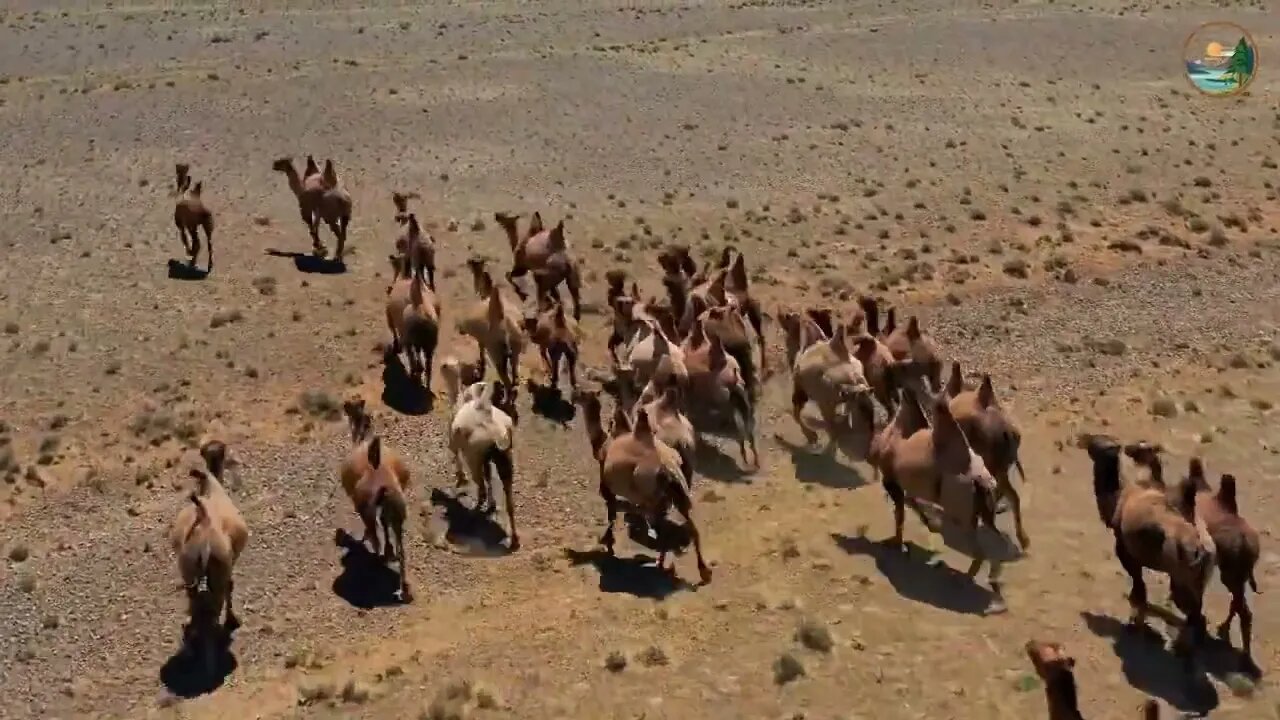 The beautiful grasslands of Mongolia 10