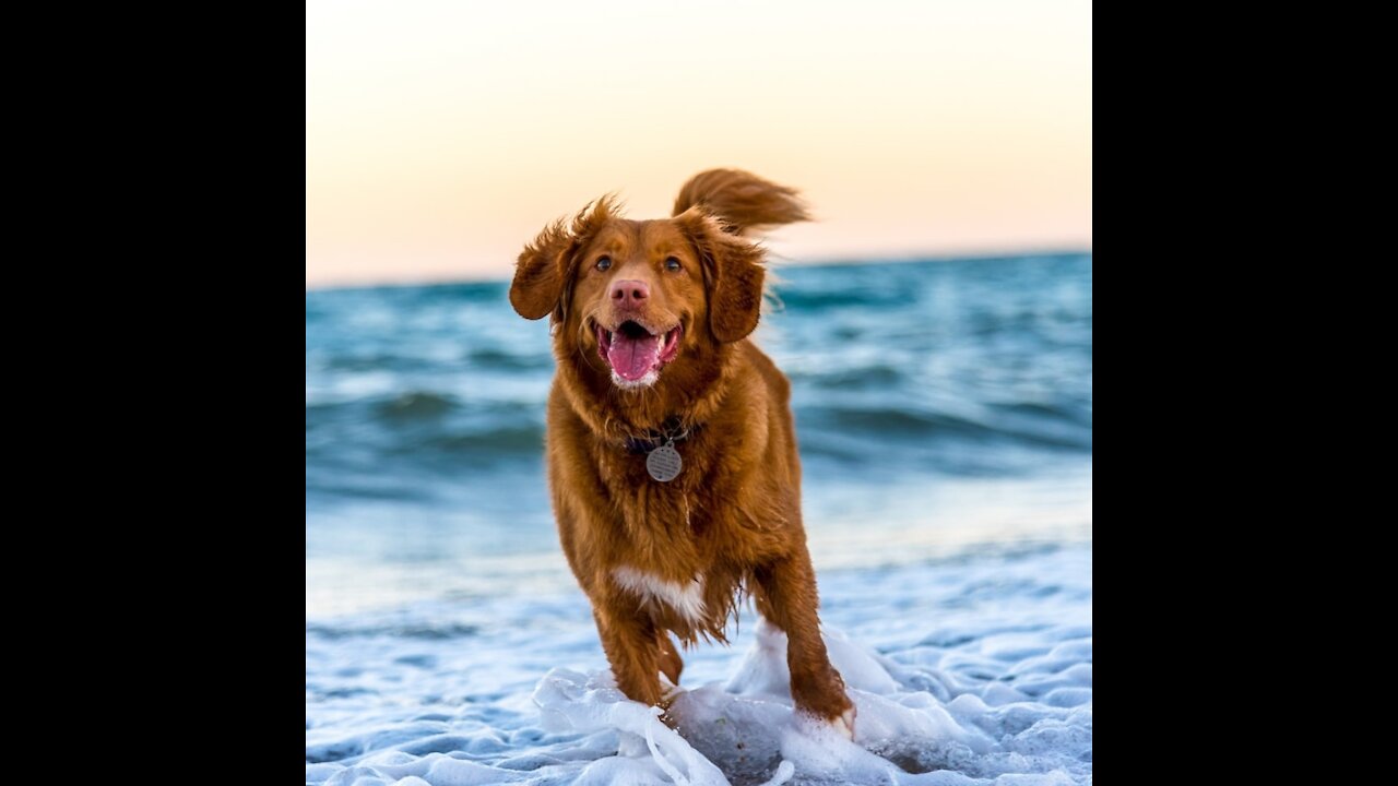 😘😘🤗🤗🥰🥰🥰Parfect jump of dog catch the bread from my hand🥰🥰🥰