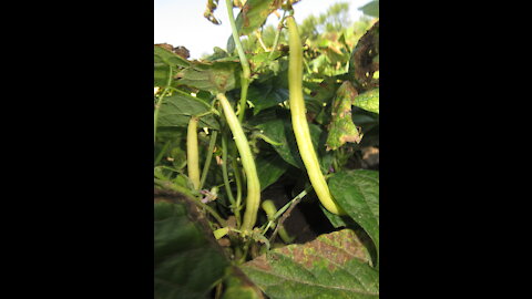 Growing in the Sun Yellow Beans Sept 2021