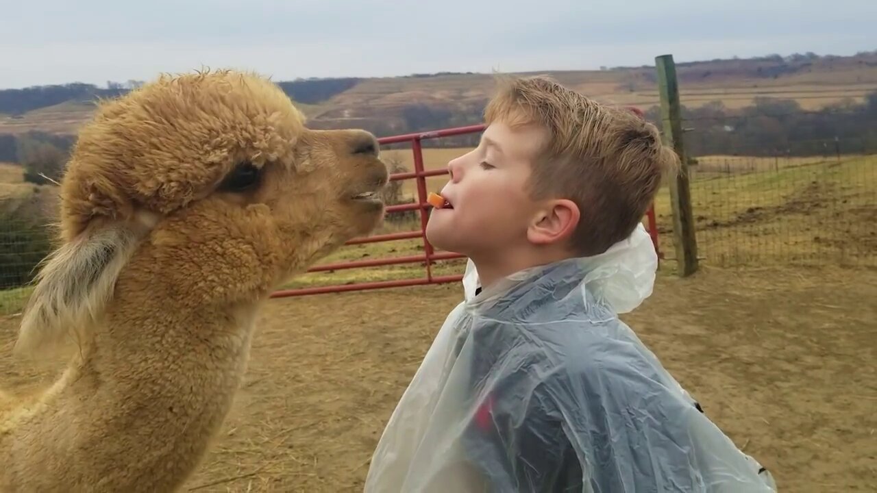 Just a joking..Try Not to laugh Funny Babies at the Zoo.