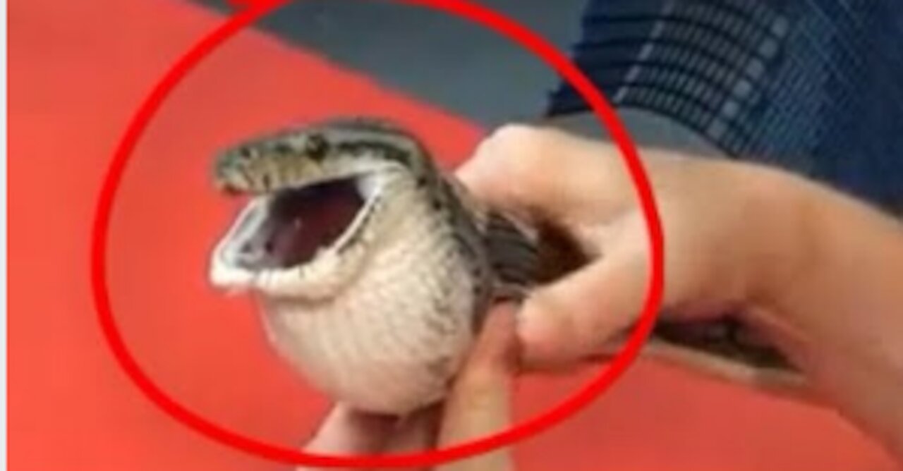 You Wouldn't Believe What This Snake Swallowed!