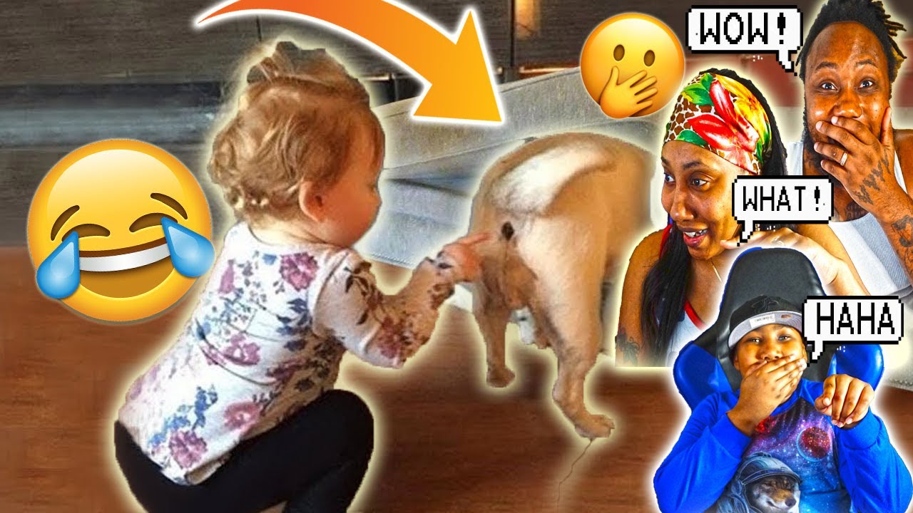 Funny Animals Reaction- Try Not To Laugh Dogs With Baby - 2021