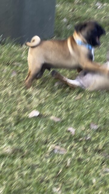 2 pugs fighting