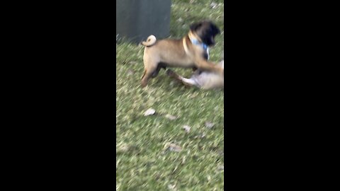 2 pugs fighting