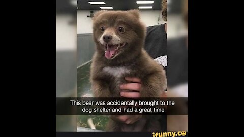 Funniest animals.[pt.1]