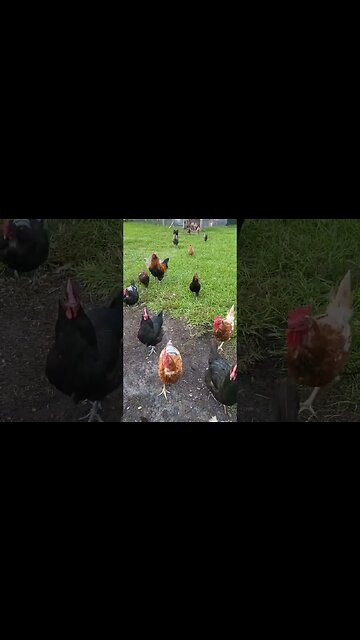 So Cute When They Run #chickens #chickenshorts