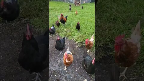 So Cute When They Run #chickens #chickenshorts