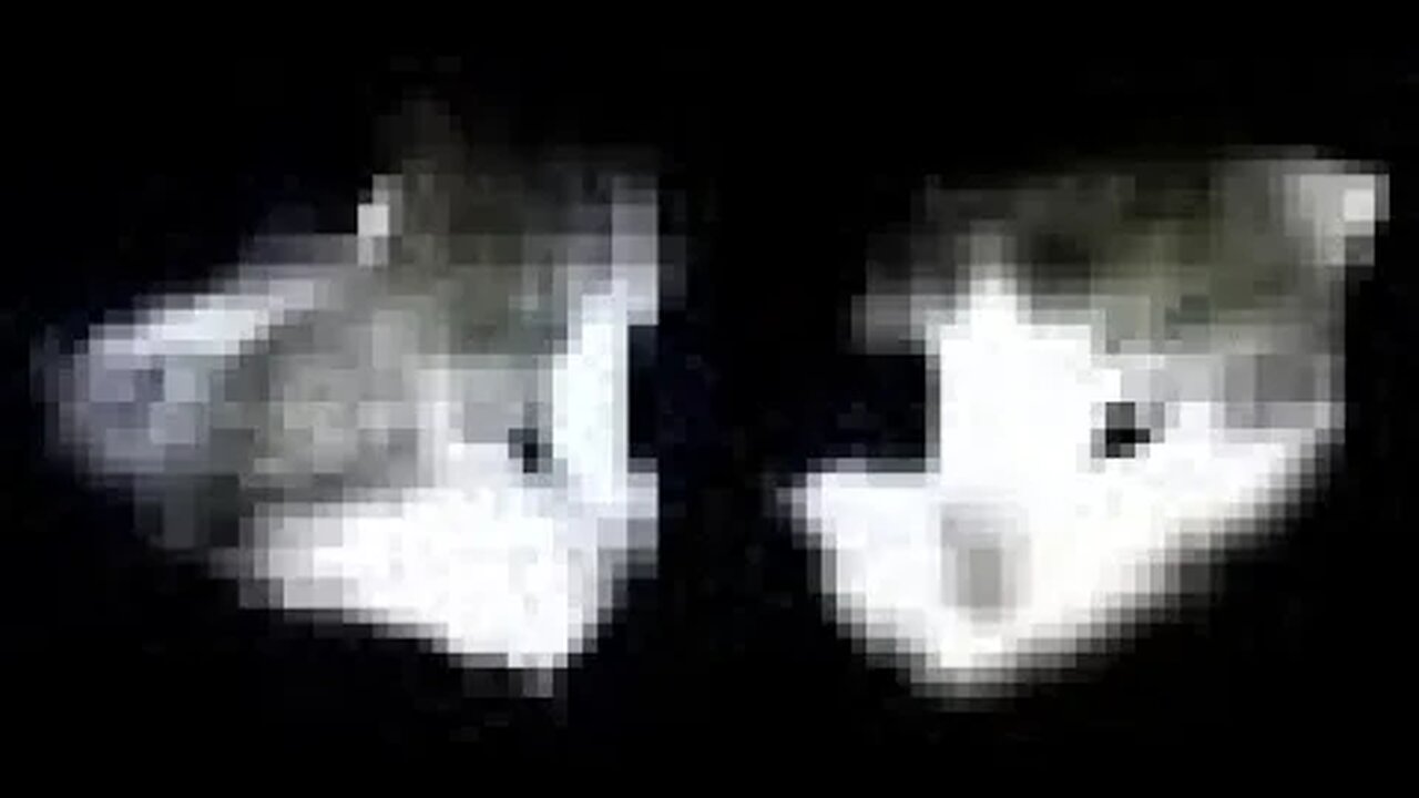 unidentified feline object style video of a week old calico kitten found alone under hedges & brush