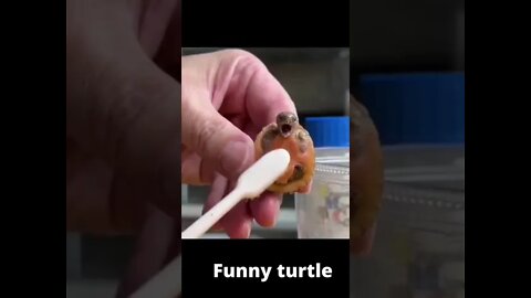Funny turtle