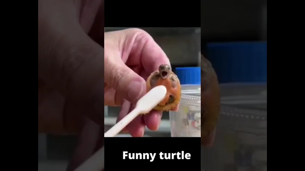 Funny turtle