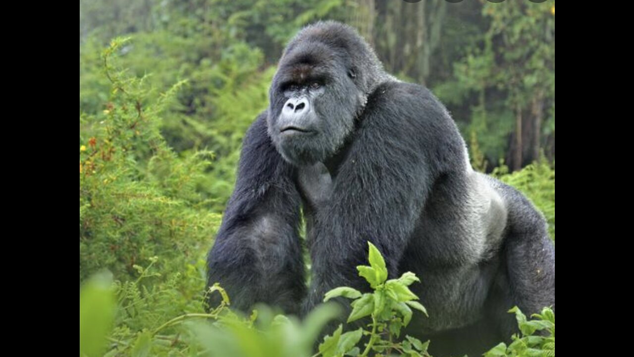 GORILLA | Animals For Kids | All Things Animal