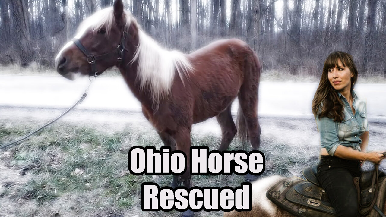 Ohio Horse🐎 Pulled out Of A Cistern💧