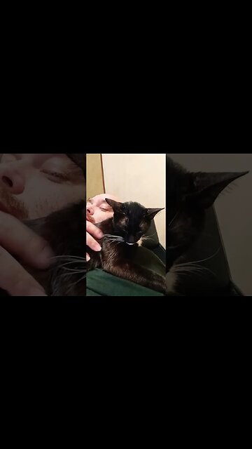 Just a Moonpie #shortsfeed #shortsvideo #cutekitty #catlover #youtubeshorts #catshorts #kittycat