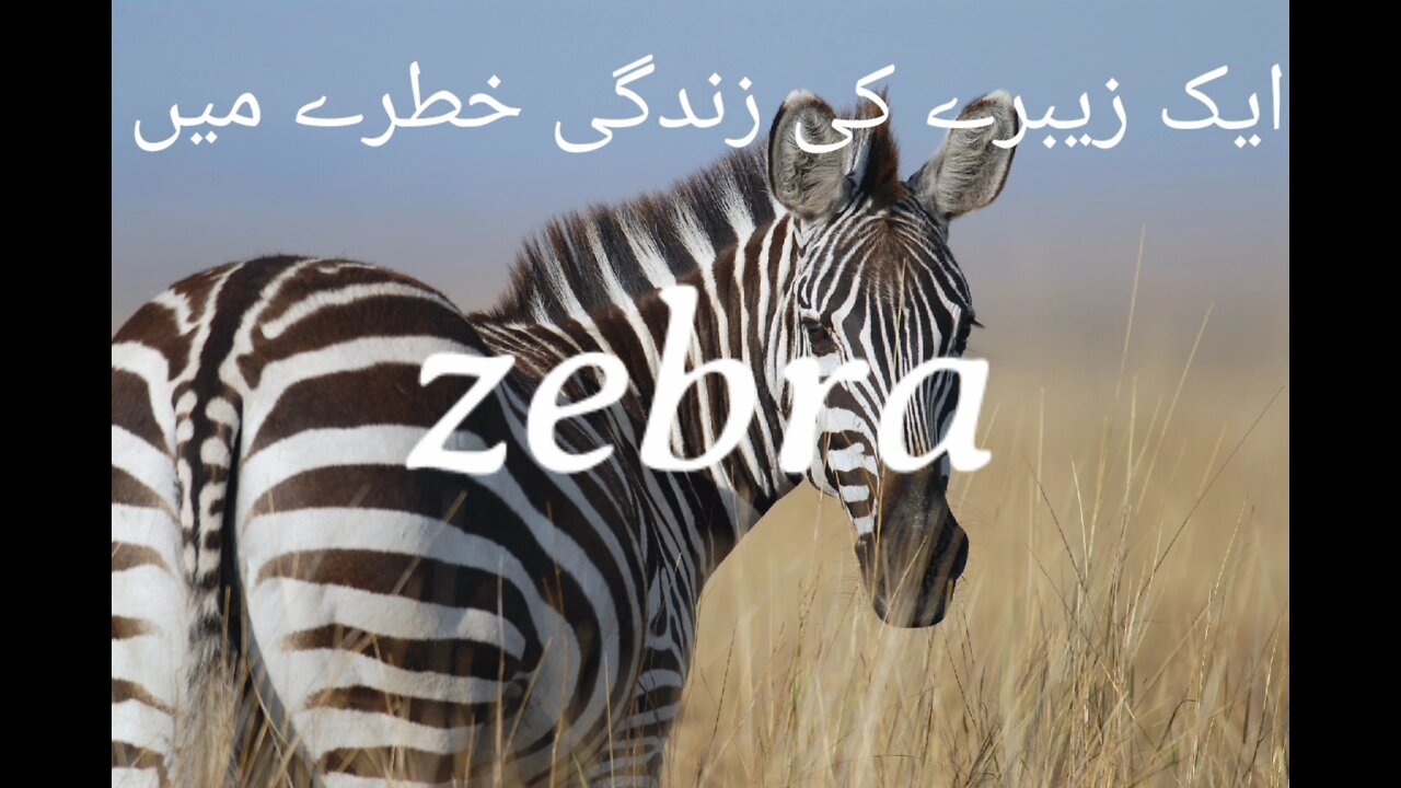 The zebra is running for its life pik entertermint