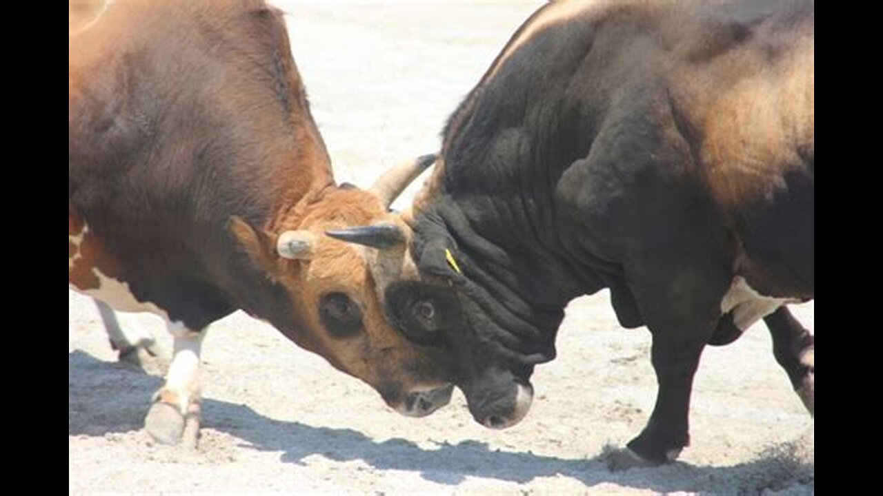 Bull wrestling