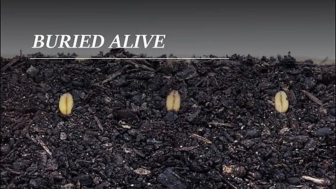 Buried Alive - Ashley Holub - AM Service