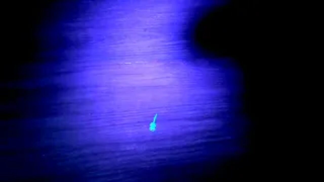 Tiny Scorpion in House! Scorpions Glow under Black Light!