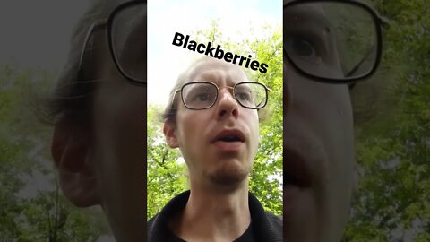 Blackberry Vine #sfmcollective #shorts #blackberries #food #health