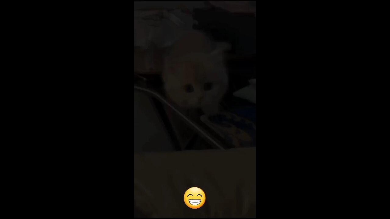 Kitten meowing to attract cat