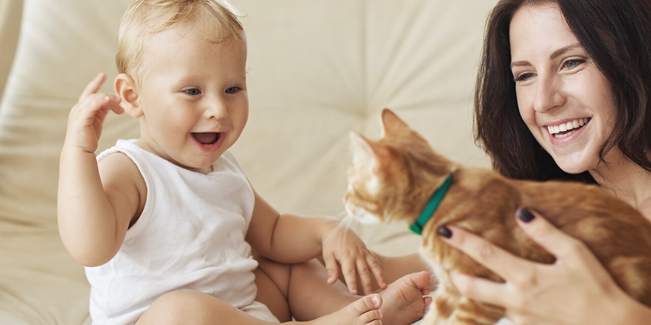 Funny Cats And Babies Playing Together Animals Babies