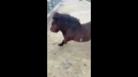 Made your day with these funny and cute Horses | Funny horse videos