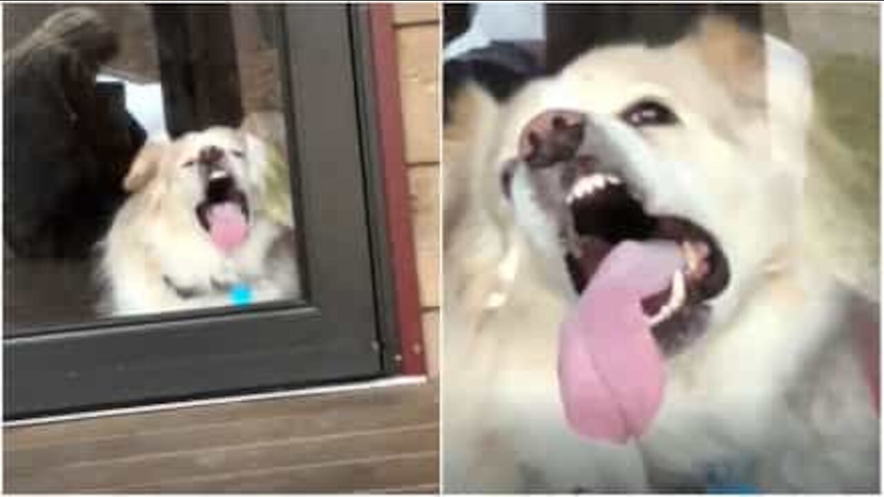 Ecco le smorfie di un cane che lecca la finestra!