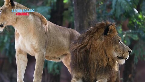 The Majestic Roar: Exploring the World of Lions - Unveiling the Secrets!