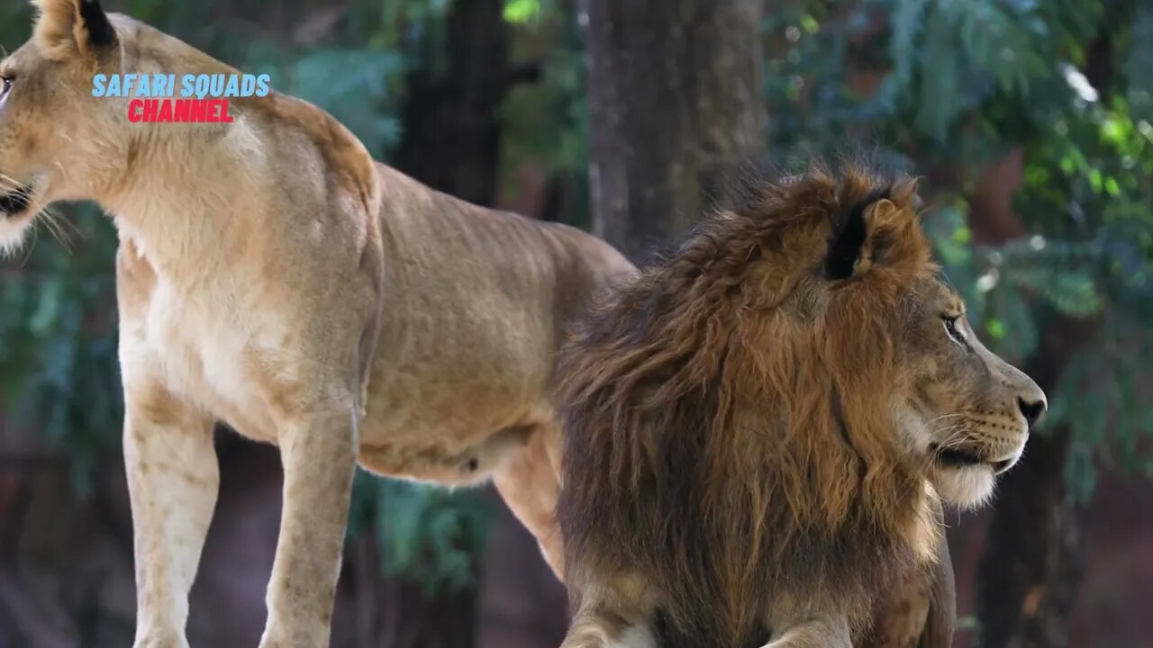 The Majestic Roar: Exploring the World of Lions - Unveiling the Secrets!