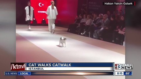 Cat walks catwalk in Turkey