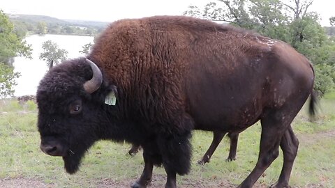 curiosidades sobre los bisontes