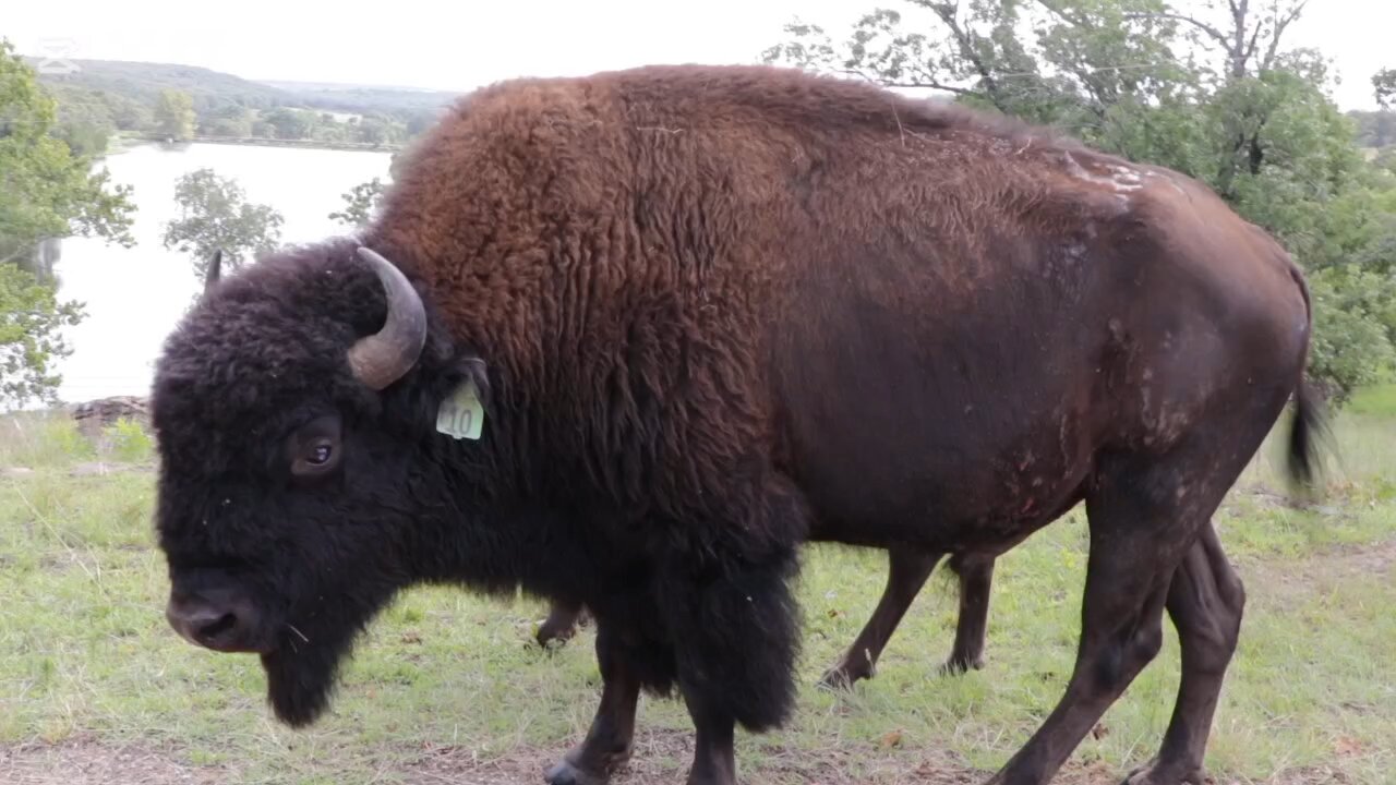 curiosidades sobre los bisontes