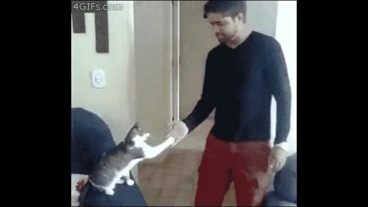 When your cat is a total bro