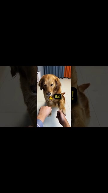 Dog style speechless 😓 #shorts #dog