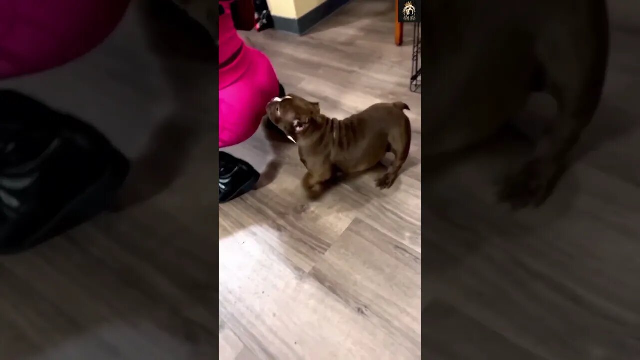 🤣🐶 Funny pitbull dance like his owner😂 | #Funny #dog #short videos 2023