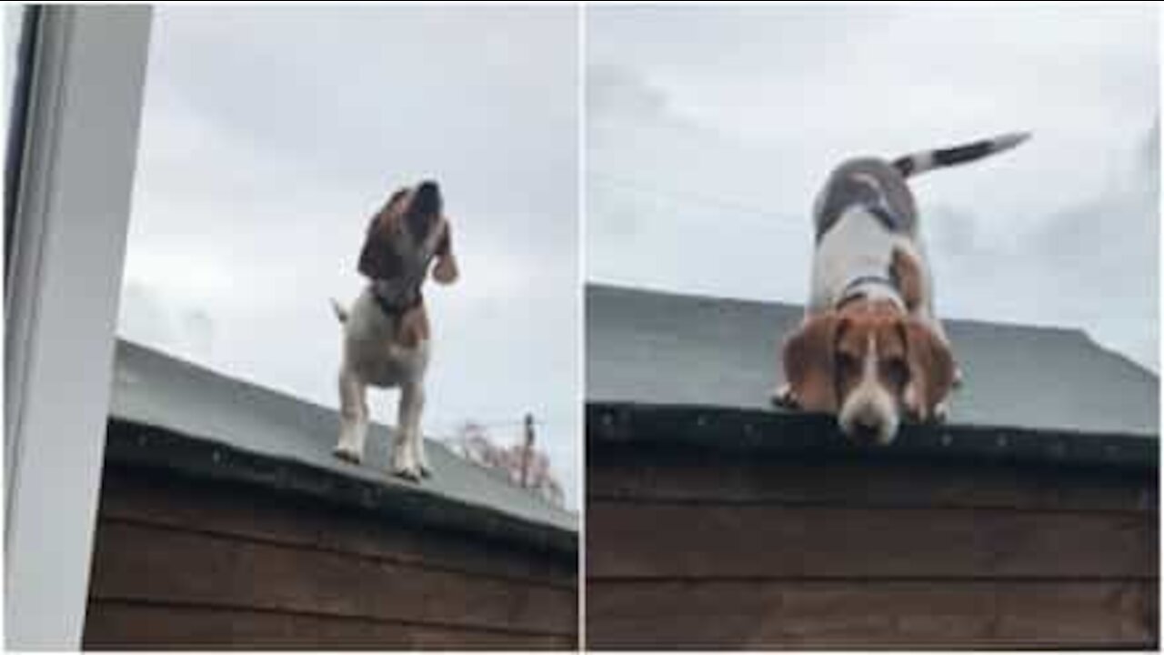 Cane si rifiuta di scendere dal tetto!